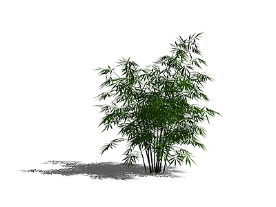 竹子 树池竹子