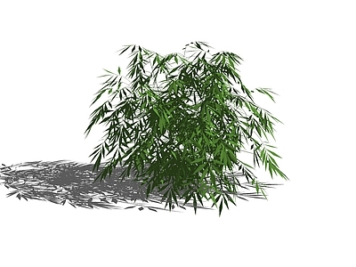 竹子 树池竹子
