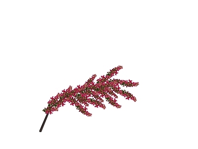灌木 花箱灌木