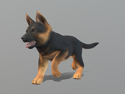 其他动物 幼犬 牧羊犬 狗