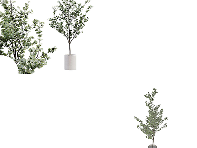 盆栽 盆栽 盆景 植物 绿植