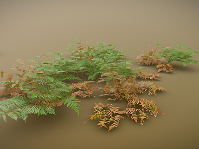 现代草本植物 蕨类植物 草本植物 花草 地面植被 灌木