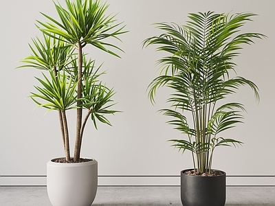 盆栽 现代植物盆栽 绿植 盆景 龙血树 散尾葵