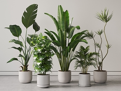 盆栽 现代盆栽植物 绿植盆景 龙血书 天堂鸟 散尾葵