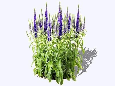 花草 2D穗花 穗花婆婆纳