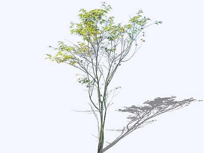 乔木 2D精品鸡爪槭 杂木风庭院植物 造型枫树 庭院骨架小乔木 飘逸庭院鸡爪槭