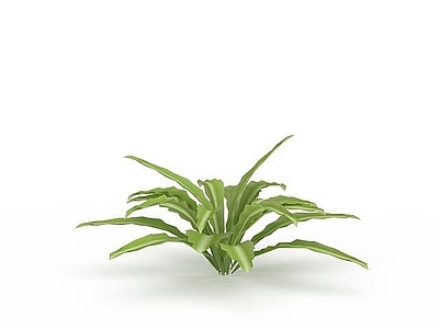 现代莴笋