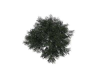 现代灌木丛