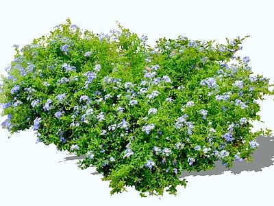 花草 2D蓝雪花 蓝花丹 角柱花