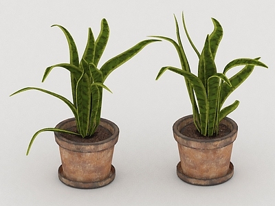 其他绿植 植物