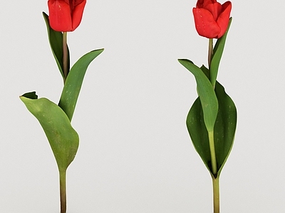 其他绿植 植物