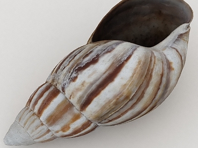 水生类动物 海洋动物