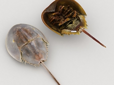 水生类动物 海洋动物