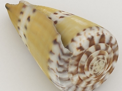 水生类动物 海洋动物