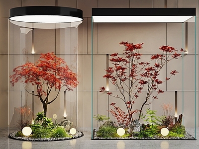 现代室内景观 景观造景 景观树 红枫景观树 植物堆 玻璃柜景观造景
