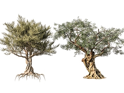 乔木 古树大树乔木 公园大型景观树 榕树景观树 参天大树许愿树 神树