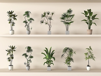盆栽 植物盆栽 盆栽绿植 家居绿植组合