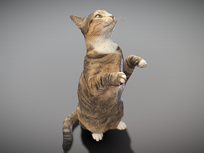 其他动物 花猫 猫