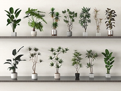 盆栽 植物盆栽 盆栽绿植 家居绿植组合