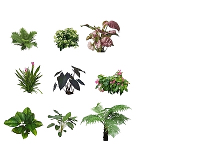 灌木 热带植物 2D植物 地被