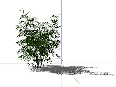 竹子 盆栽竹子