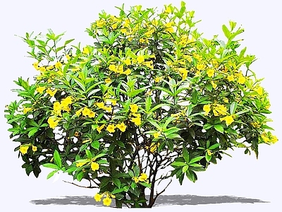 灌木 2D硬枝黄蝉