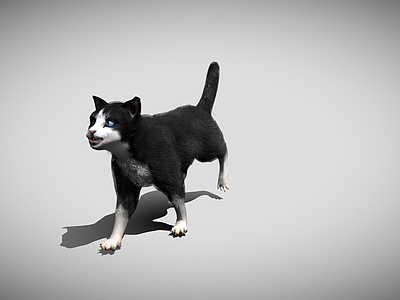 其他动物 黑猫 狗