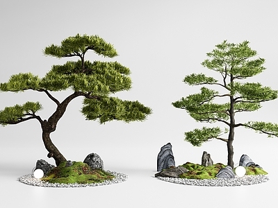 景观树 松树 庭院小品 庭院景观 松树盆栽