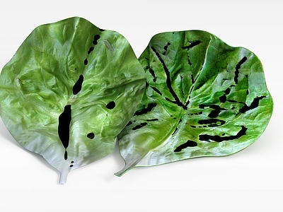 现代其他厨卫 菜叶