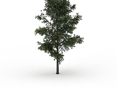 现代办公桌 院子绿化植物