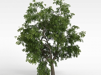 现代办公桌 园林绿化植物