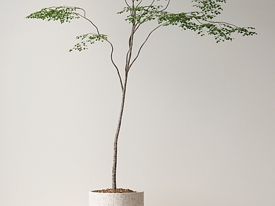 盆栽 现代植物