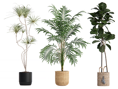 盆栽 植物盆栽