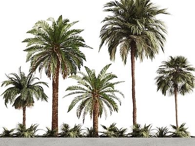 景观树 现代树木 椰子树 景观树 庭院树木 树池