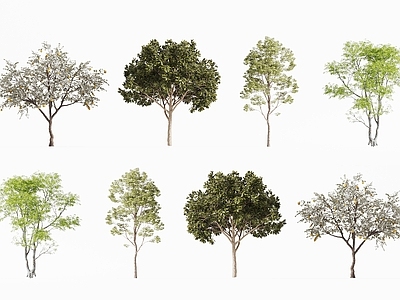 景观树 现代树木 景观树 花园树木 庭院树木