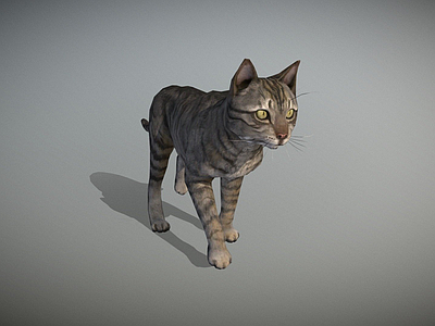 其他动物 动画 猫 表面
