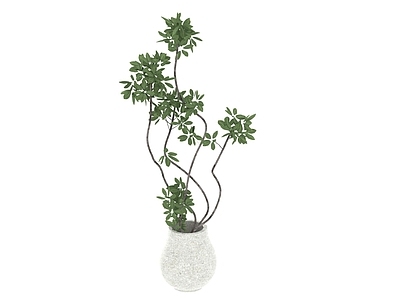 盆栽 盆栽绿植
