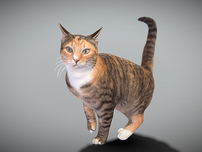 其他动物 猫 表面