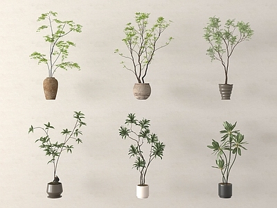盆栽 盆栽 盆景 盆栽绿植组合