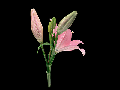 花 百合花的解剖 百合花 鲜花百合 香水百合