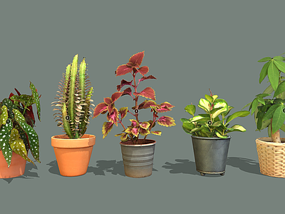 盆栽 真实植物 真实盆栽 盆栽 花卉 室内植物包