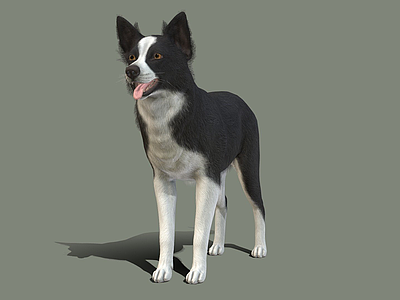 其他动物 狗 边境 牧羊犬 表面