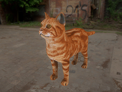其他动物猫
