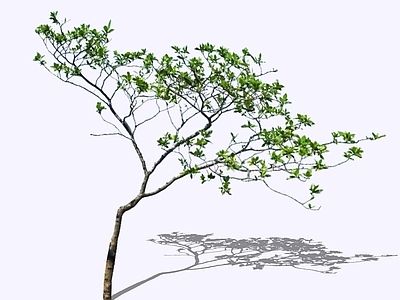 乔木 2D精品海岛栀子 栀子花 意境营造植物 杂木风庭院造型树 禅意小乔木