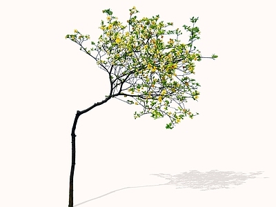 乔木 2D精品海岛栀子 栀子花 杂木风庭院造型树 禅意小乔木 意境营造植物