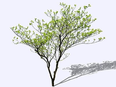乔木 2D精品海岛栀子 栀子花 杂木风庭院造型树 禅意小乔木 意境营造植物