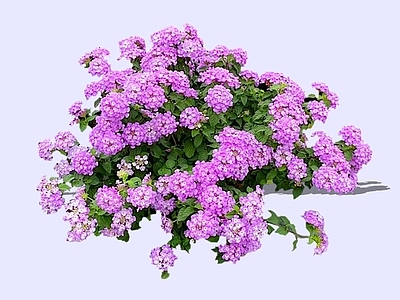 灌木 2D蔓马缨丹