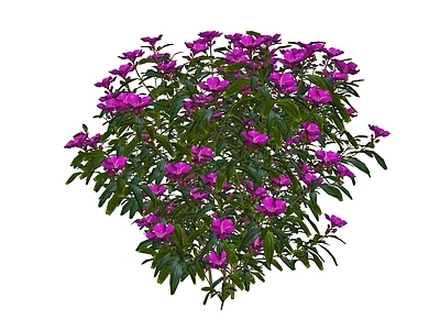 花草 花架花草