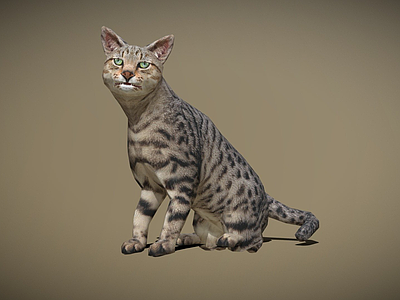 其他动物 动物 家养 猫 桌子