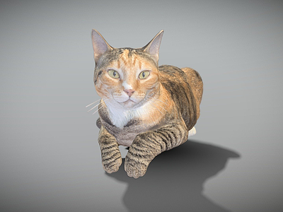 虚拟人物 猫 表面
